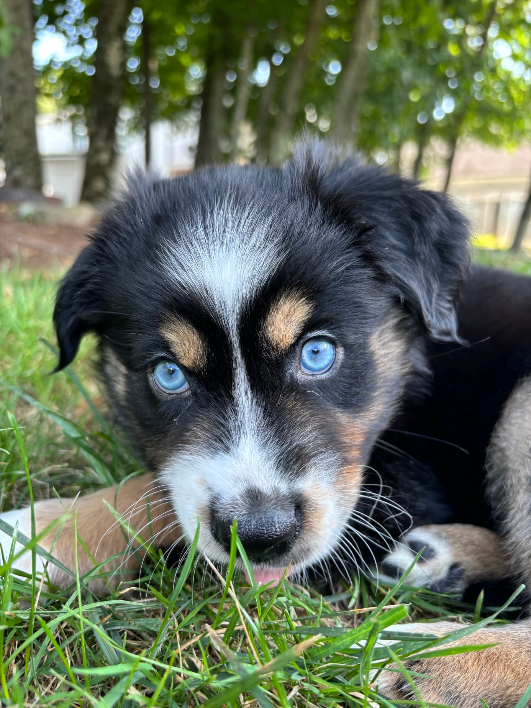 Beautiful blue-eyed puppy enjoying outdoor playtime on grass at Carden Kennels