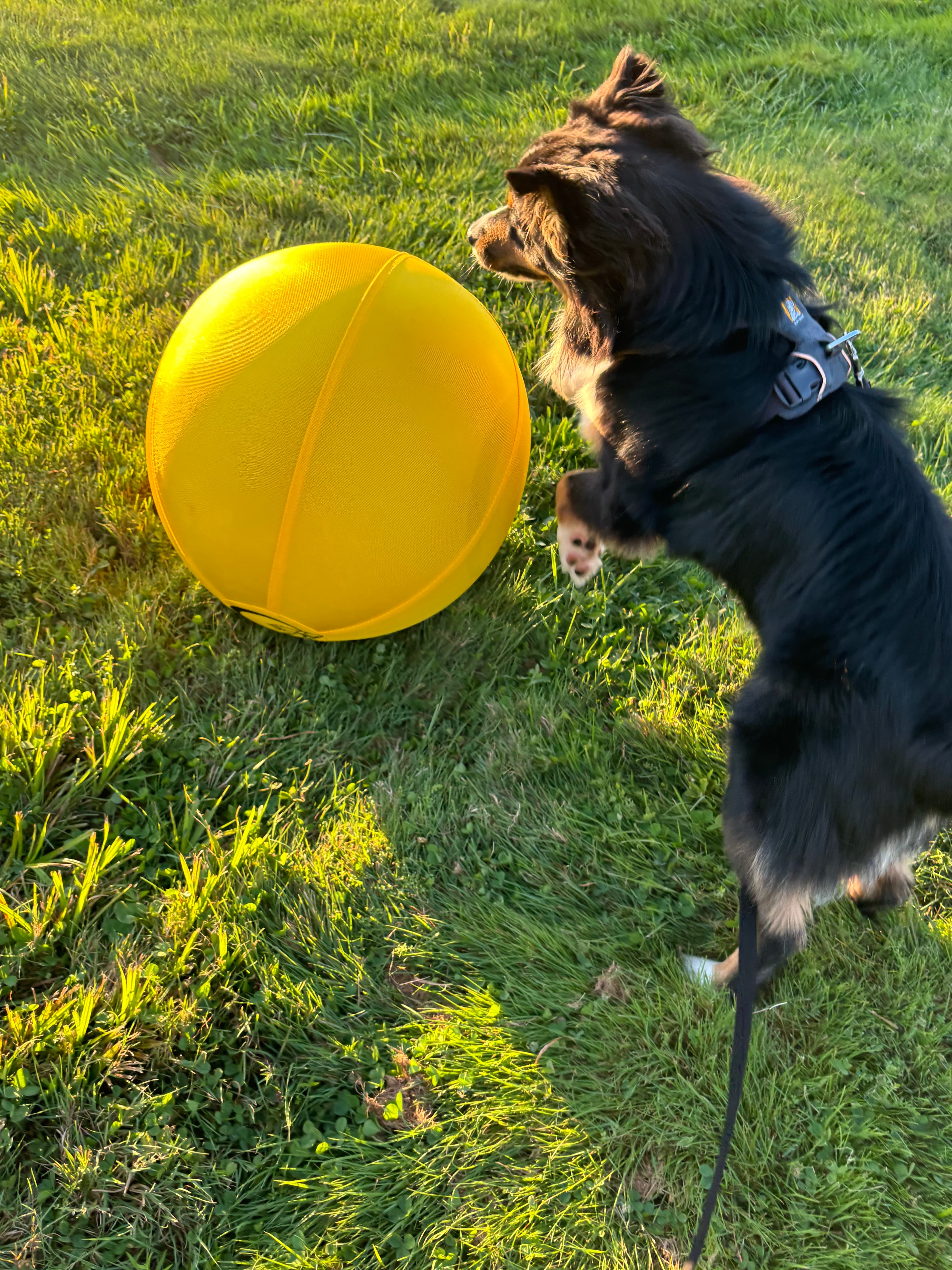 Border collie playing with a yellow frisbee outdoors