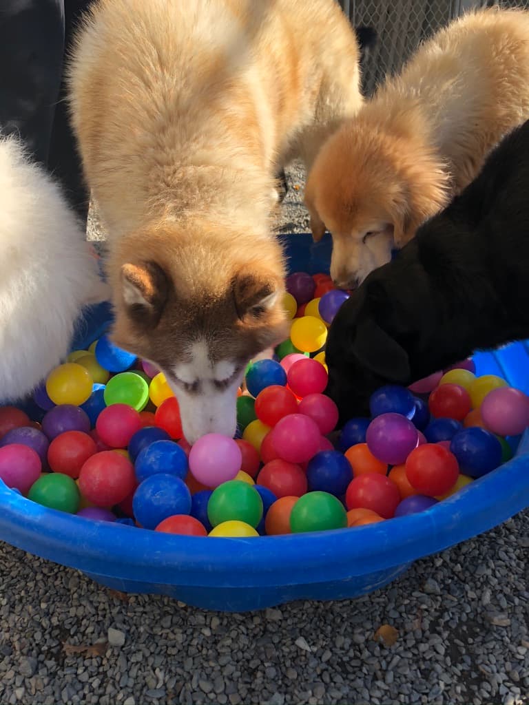 Golden puppies playing in the ball pit