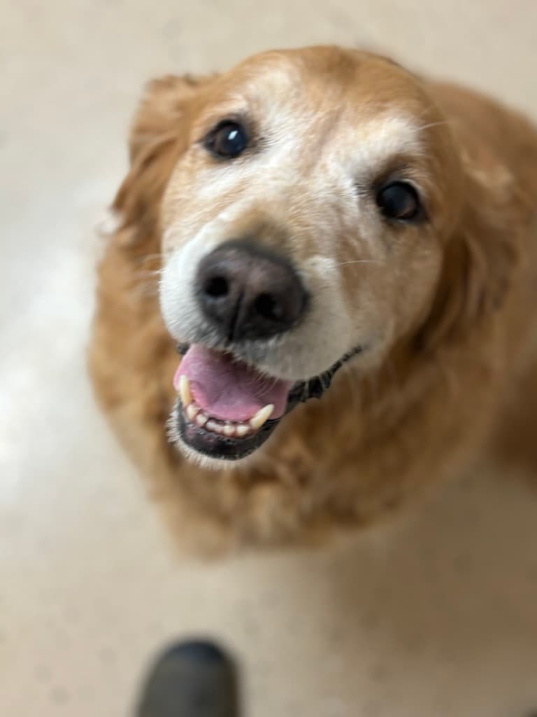 Content senior golden retriever relaxing after a fun day at Carden Kennels
