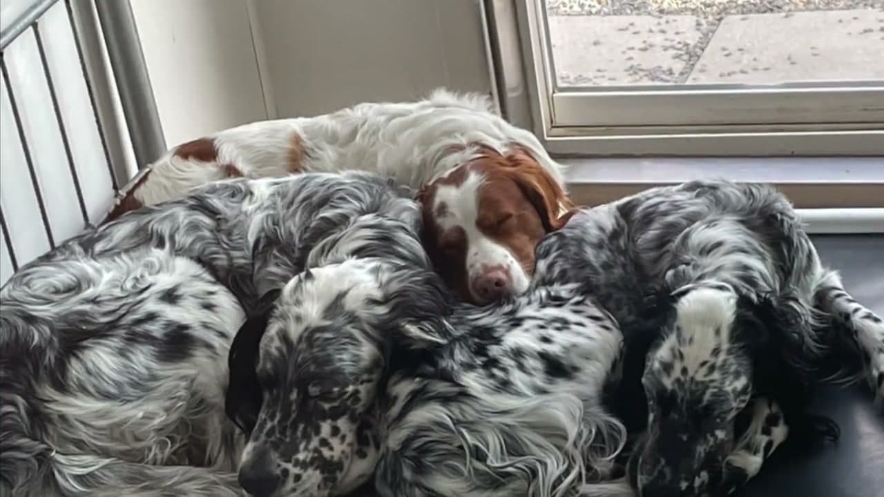 Three spaniels napping together on a bed at Carden Kennels