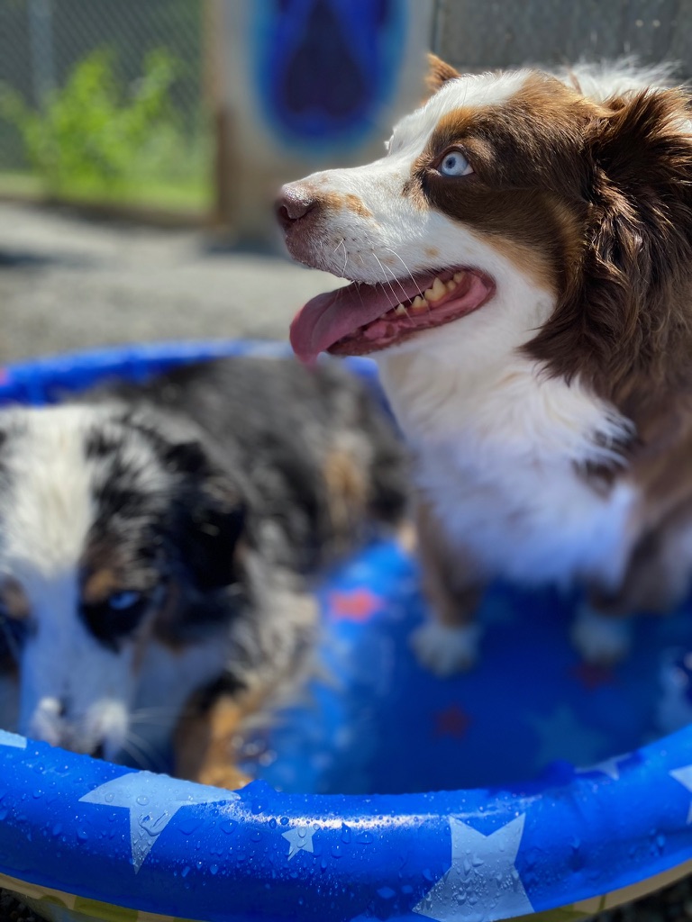 Australian shepherd and puppy having fun together in splash pad pool