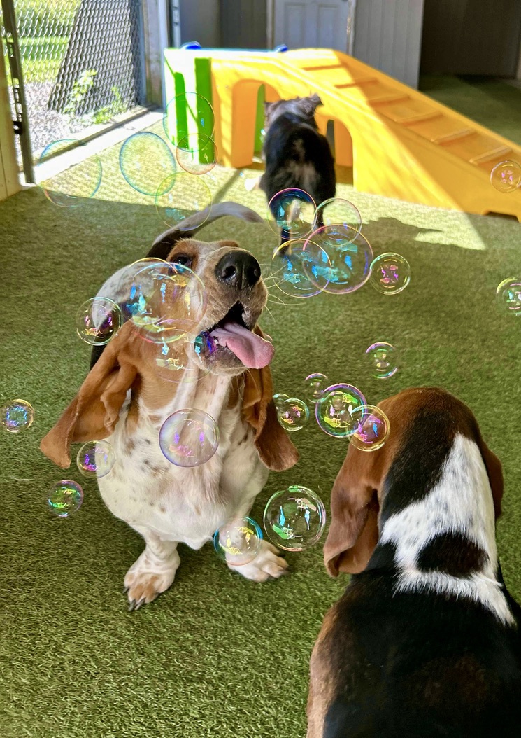 Basset hound enjoying bubble enrichment activity during daycare at Carden Kennels