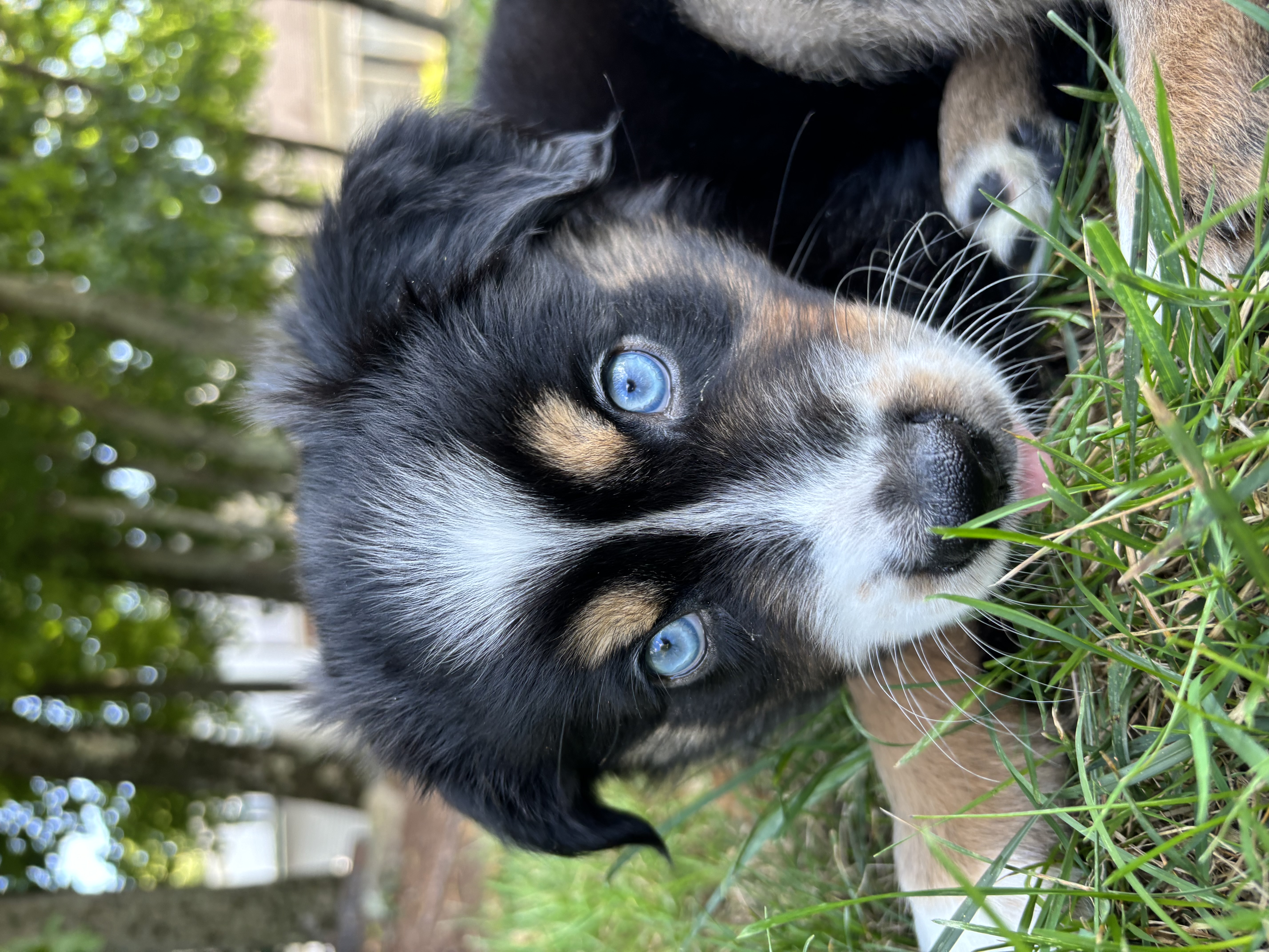Beautiful blue-eyed puppy relaxing on grass during outdoor playtime