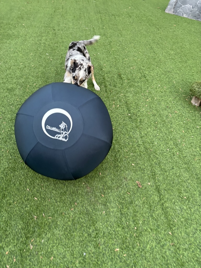 Athletic border collie chasing herding ball during lure coursing activity at Carden Kennels