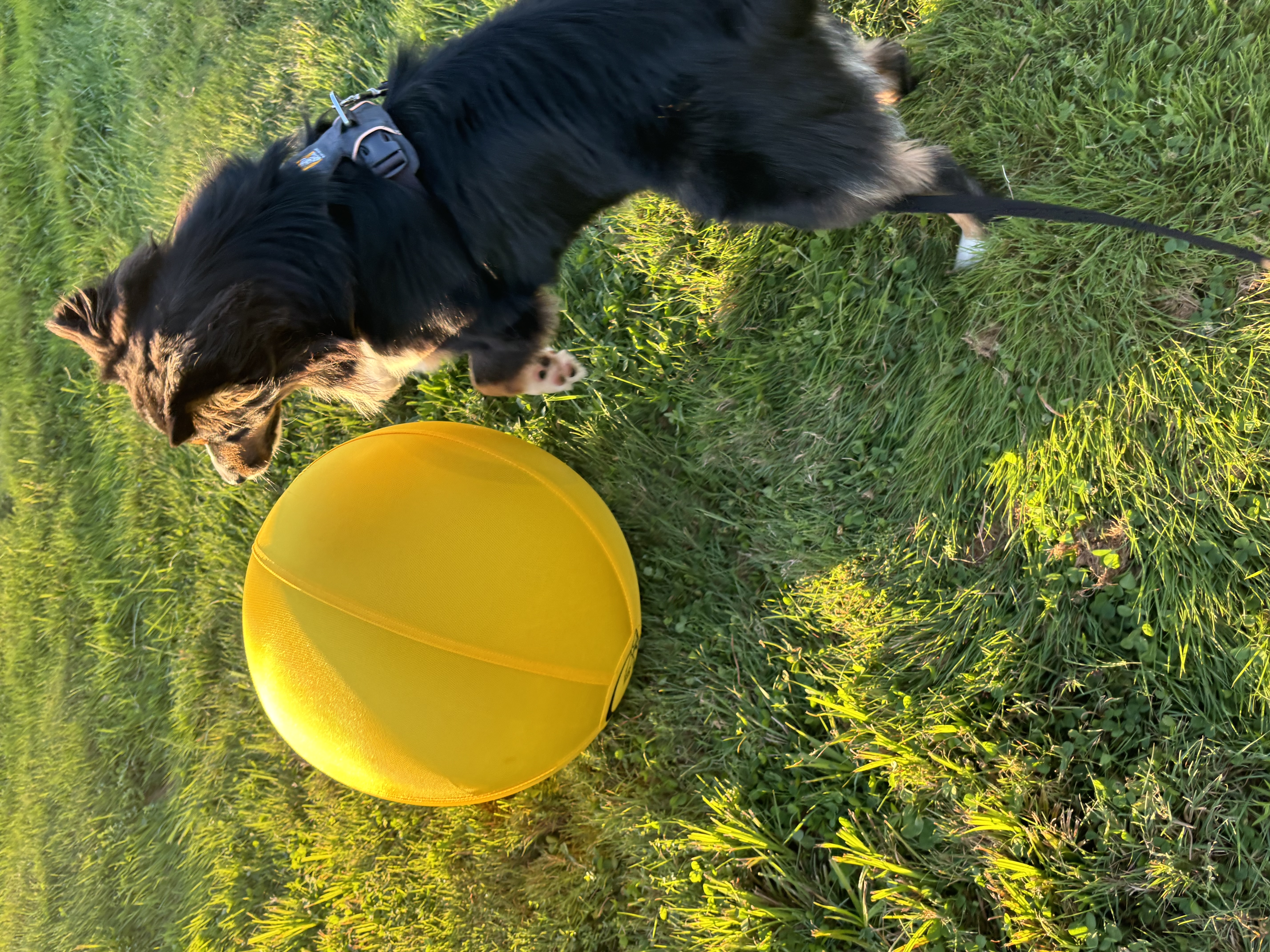 Athletic border collie catching yellow frisbee mid-air during fetch session