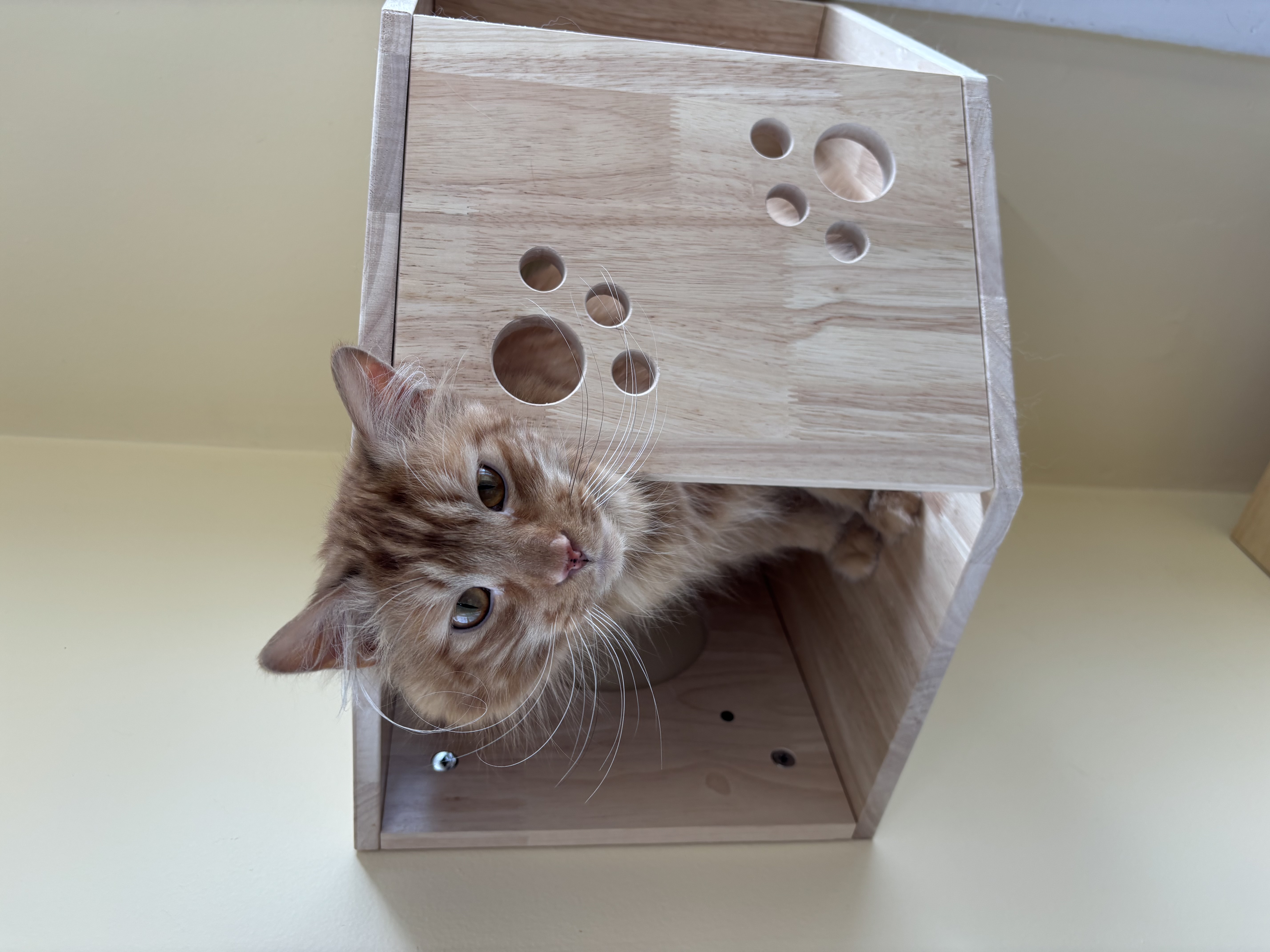 Ginger kitten exploring climbing tower at Carden Kennels
