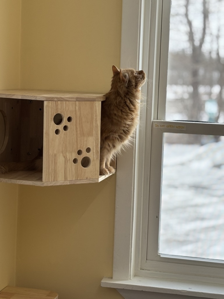 Orange cat relaxing by sunny window at Carden Kennels feline boarding