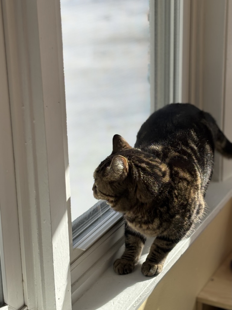 Tabby cat sitting on window sill watching birds at Carden Kennels