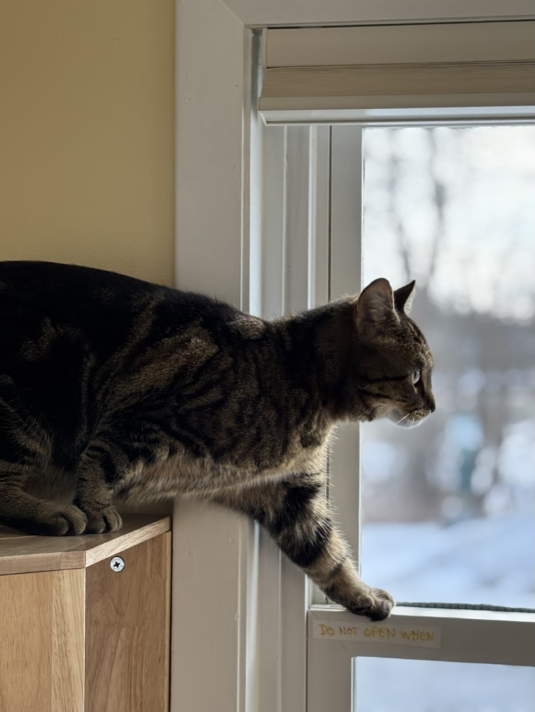 Tabby cat enjoying window perch with natural light at Carden Kennels