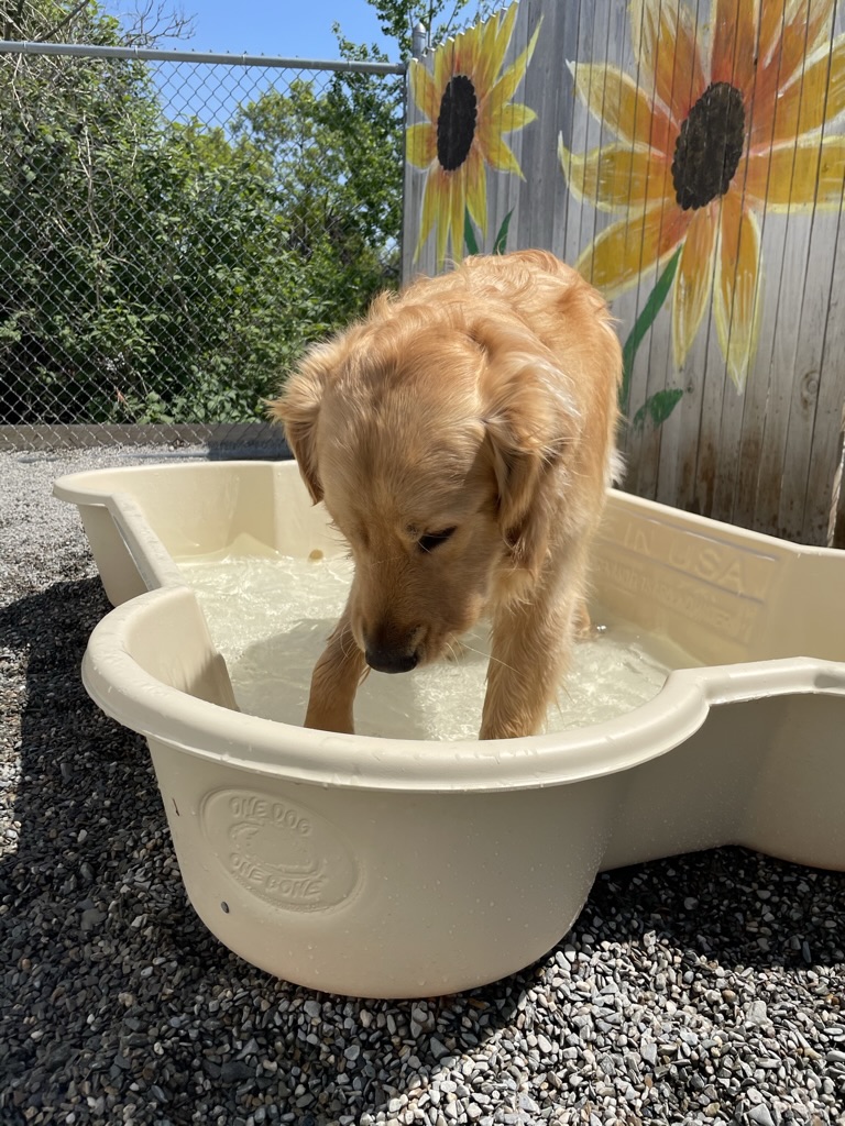 Golden retriever cooling off in kiddie pool with painted sunflower background