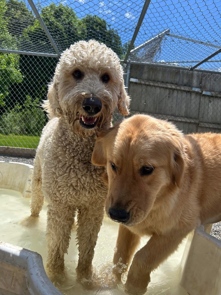 Goldendoodle with full fluffy coat enjoying water play after grooming