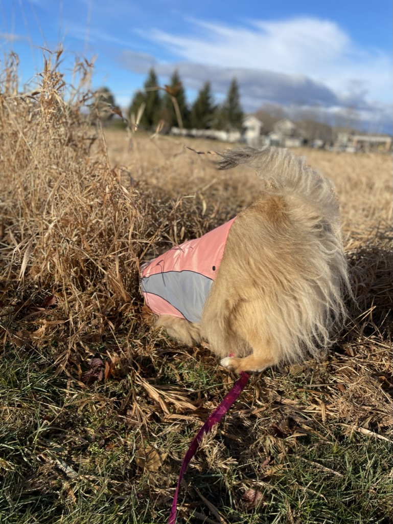 Small pomeranian enjoying outdoor walk near Carden Kennels