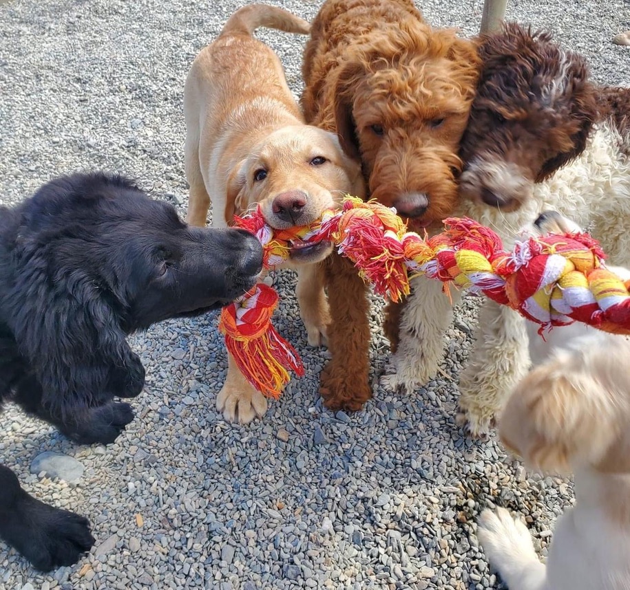 Five happy puppies playing together with colorful rope toy during supervised daycare