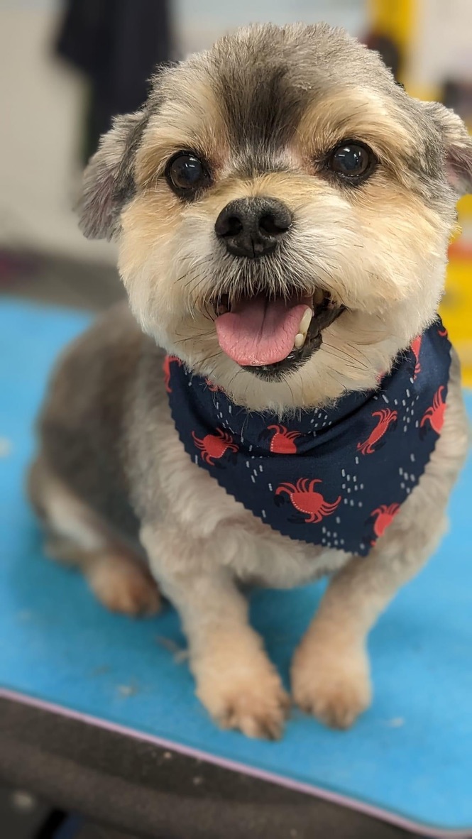Professionally groomed schnauzer with crab bandana after spa day