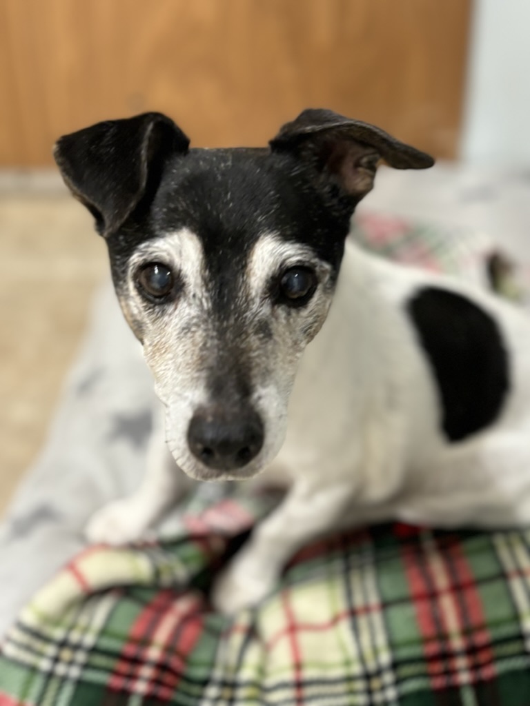 Small short-coated Jack Russell dog after professional grooming at Carden Kennels