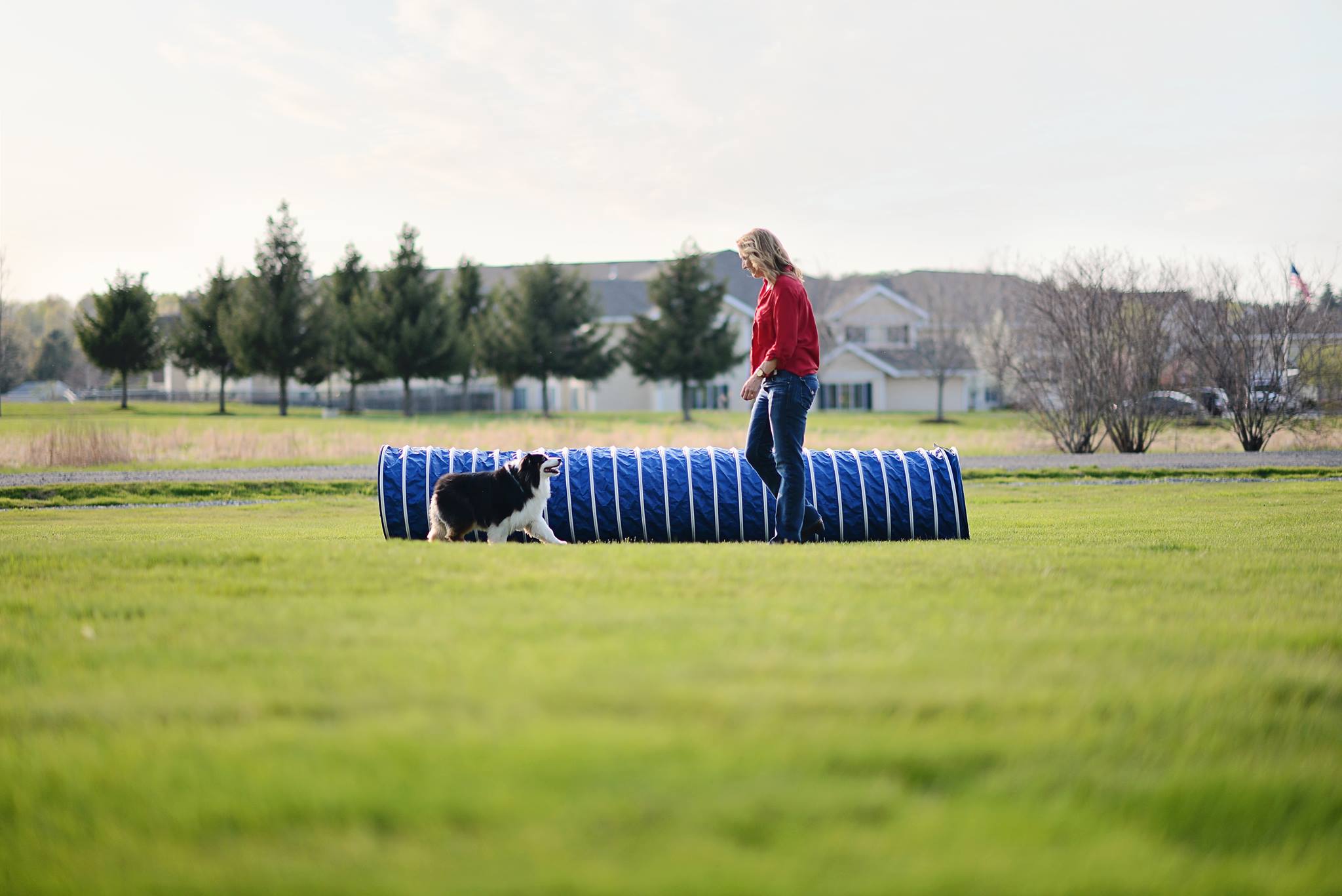 Border collie training with staff in agility tunnel at Carden Kennels outdoor facility