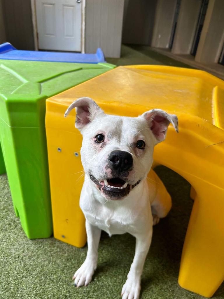 Playful white dog exploring colorful play tunnels during indoor daycare