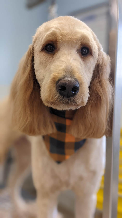 Small short-coated dog after professional grooming at Carden Kennels