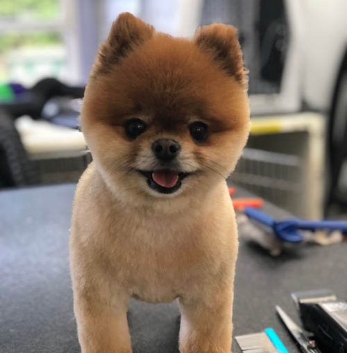 Premium luxury suite with VIP accommodations for pampered pets