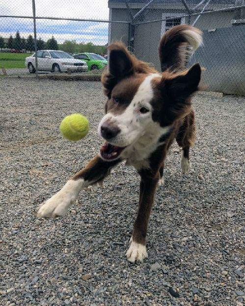 Dog proudly holding tennis ball during fetch game
