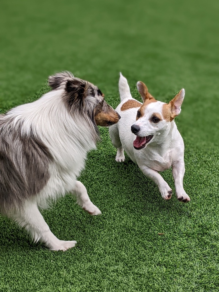Two dogs engaged in active play together on green grass