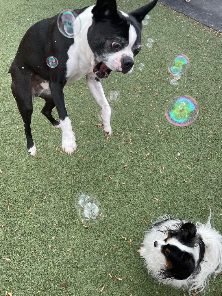Small dogs enjoying bubble playtime during enrichment activities