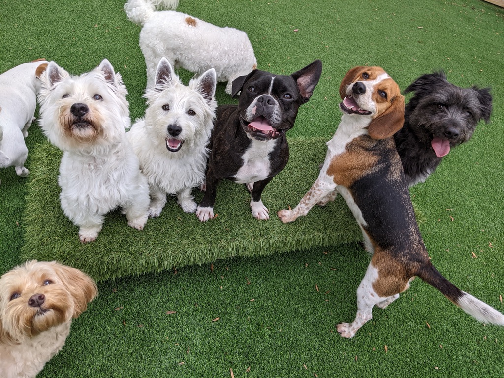 Group of small dogs enjoying supervised playtime on green grass