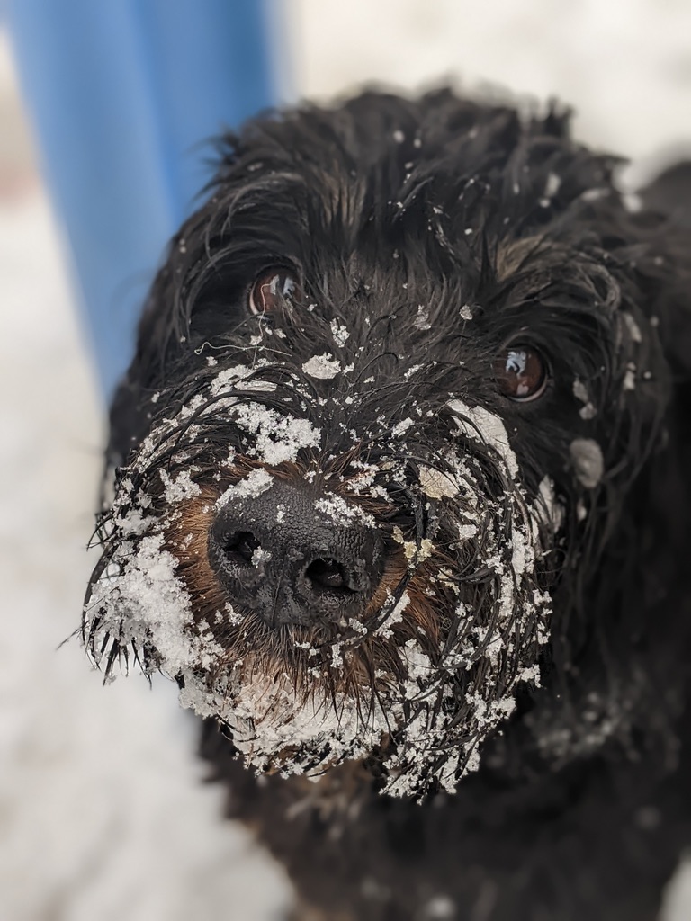 Black dog with snow-covered face enjoying winter weather